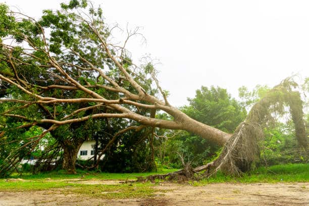 Land Clearing