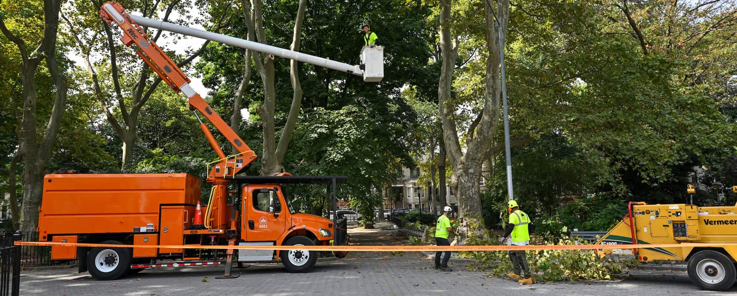 Stump Removal